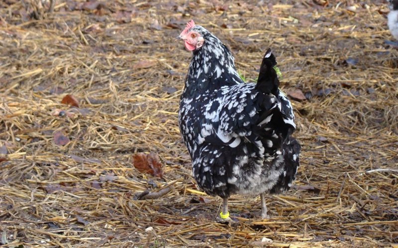 gournay chickens