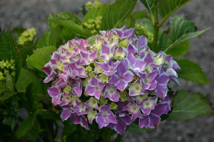 grandiflora panicle hydrangea