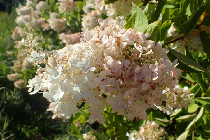 grandiflora panicle hydrangea