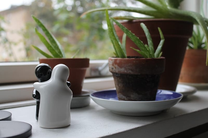 growing aloe vera plant indoor