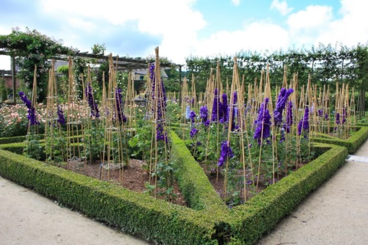 growing delphinium plants with stakes that support them
