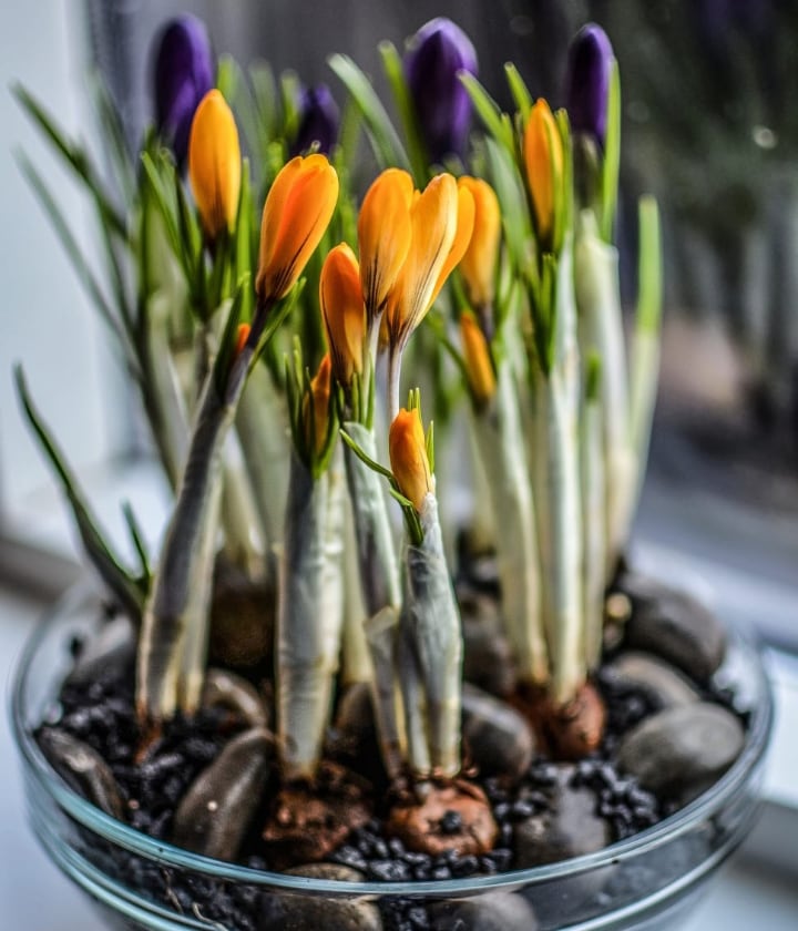 growing lilies indoors during winter