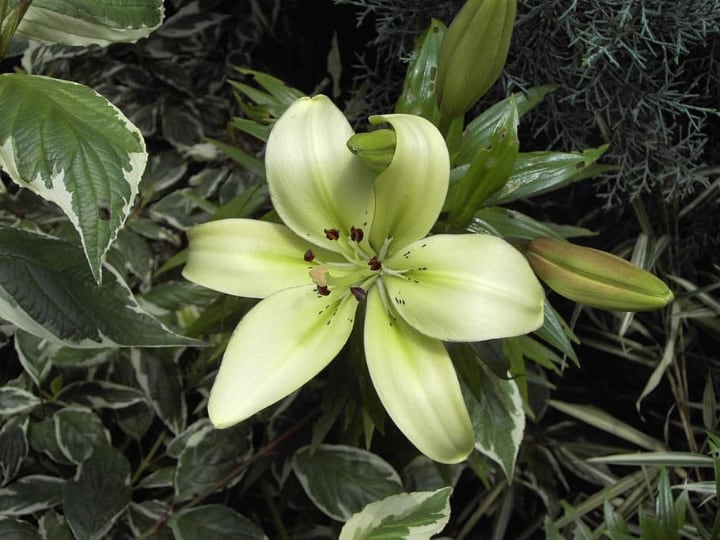 growing lily flower