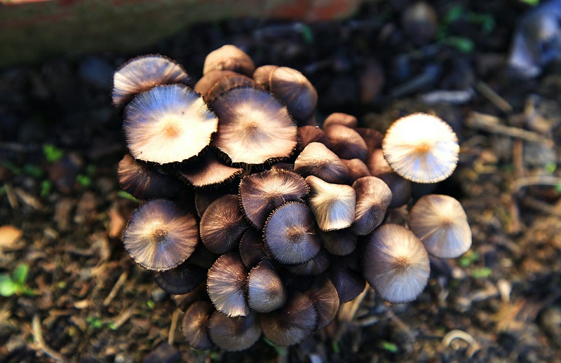 growing mushrooms at home in basement