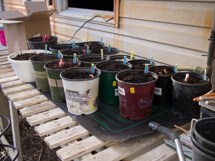 growing peonies in pots