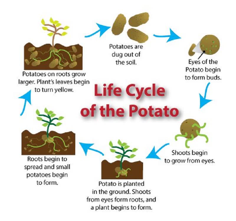 how to grow potato plant