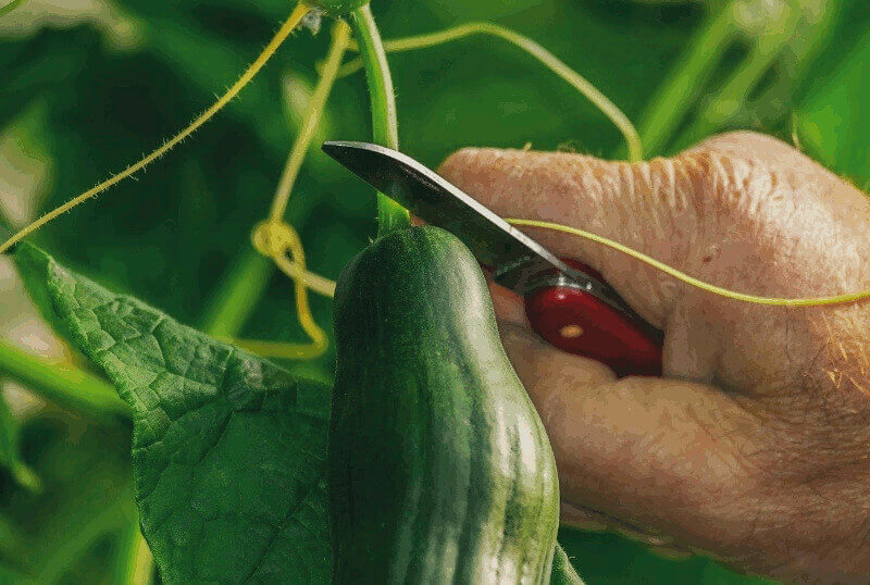 harvest cucumber