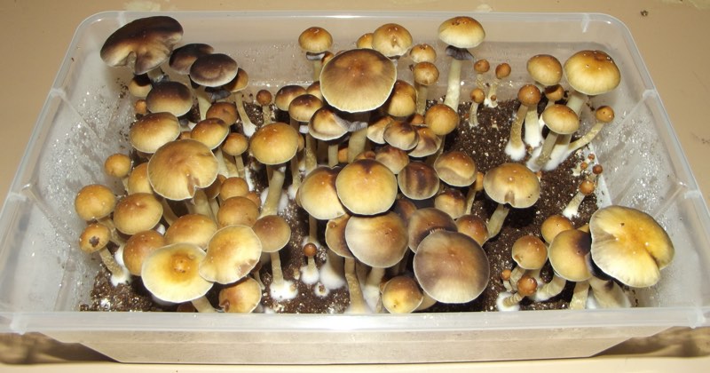 harvesting your mushrooms kit