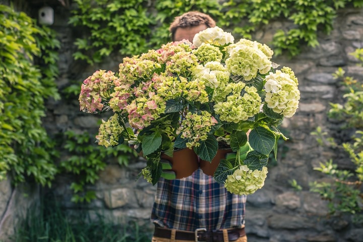 healthy disease free hydrangea plants