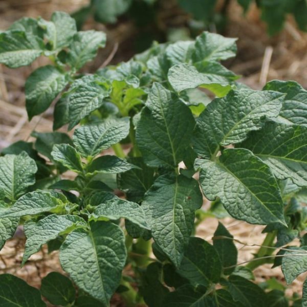 healthy potato plant