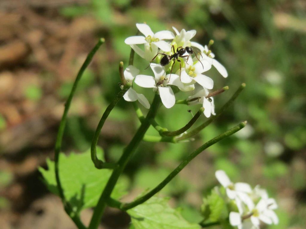 hedge garlic