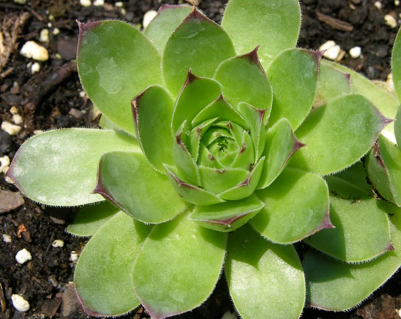 hens and chicks succulent
