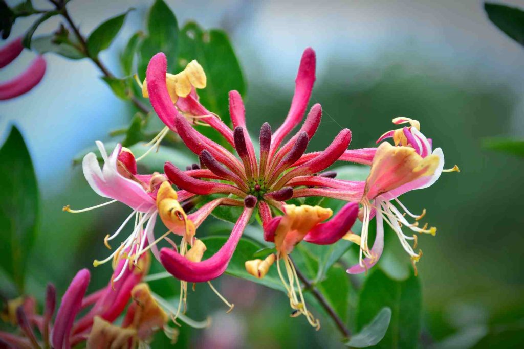 honeysuckle