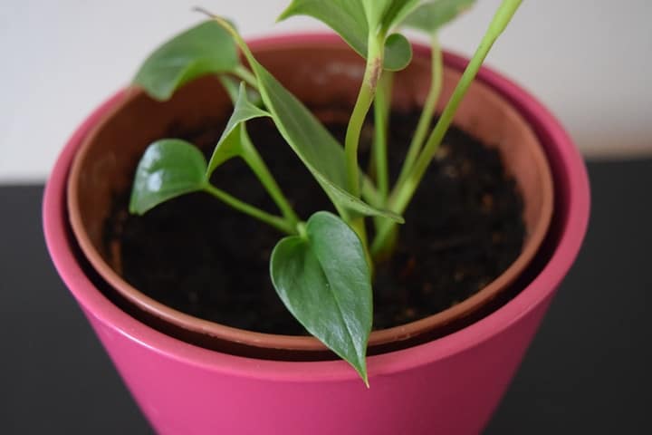 house plant on a wooden shelf