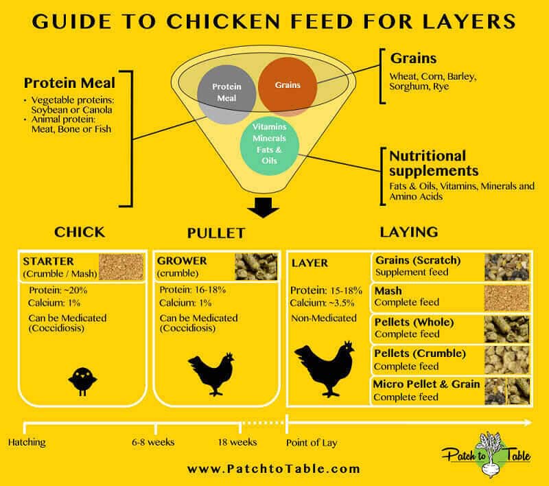 how to feed chickens