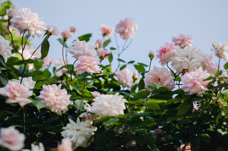 how to grow peonies