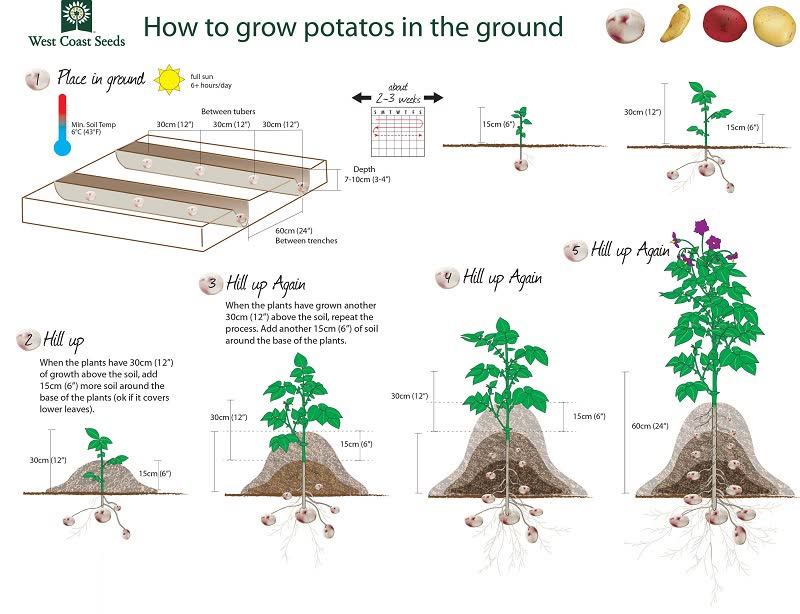 growing potato plant from seed