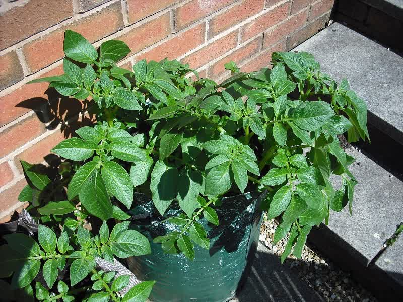 how to grow potatoes in bag