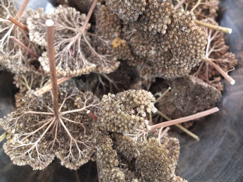 how to grow yarrow from seeds