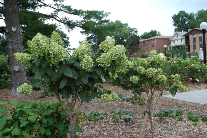 hydrange tree