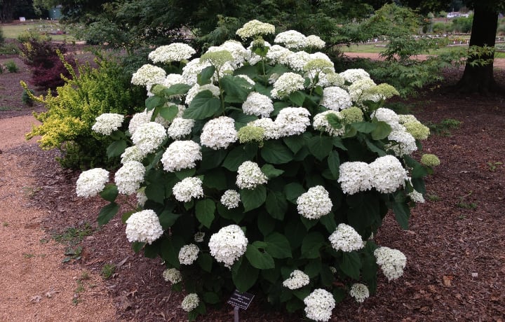 hydrangea arborescens abetwo