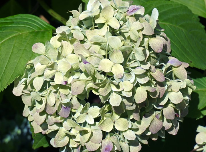 hydrangea changing colors