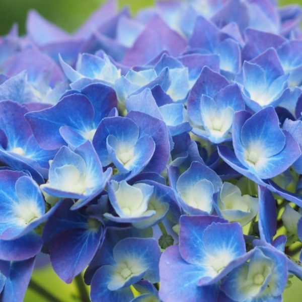 hydrangea flowers