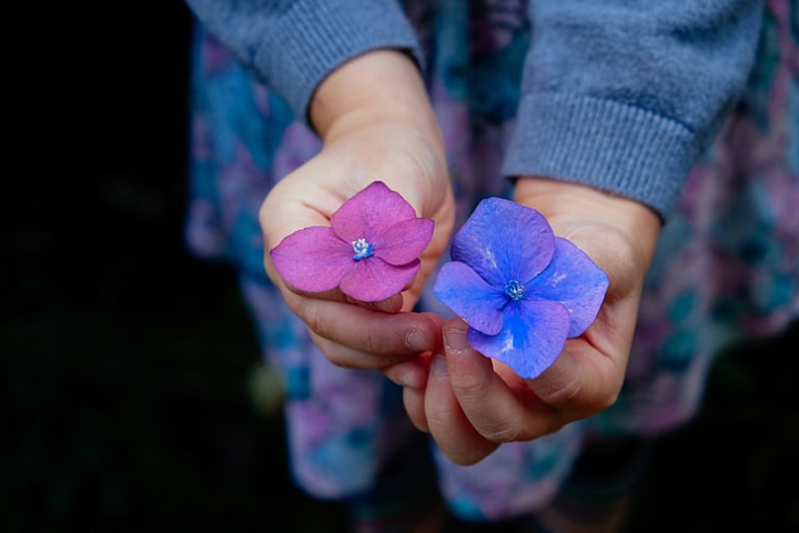 hydrangea flowers held by a woman