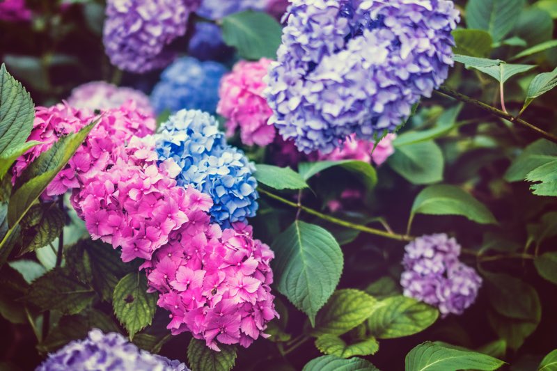 hydrangea flowers