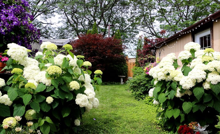 hydrangea garden