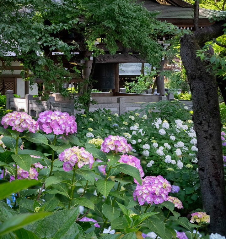 hydrangea in japan