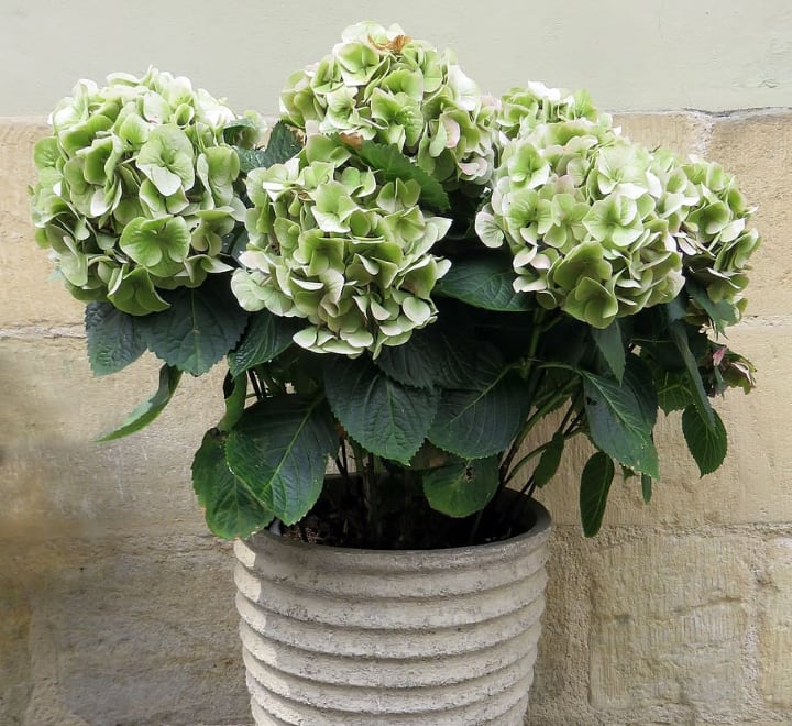 hydrangea in pot