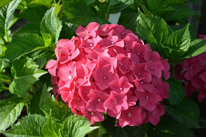 hydrangea macrophylla eldorado