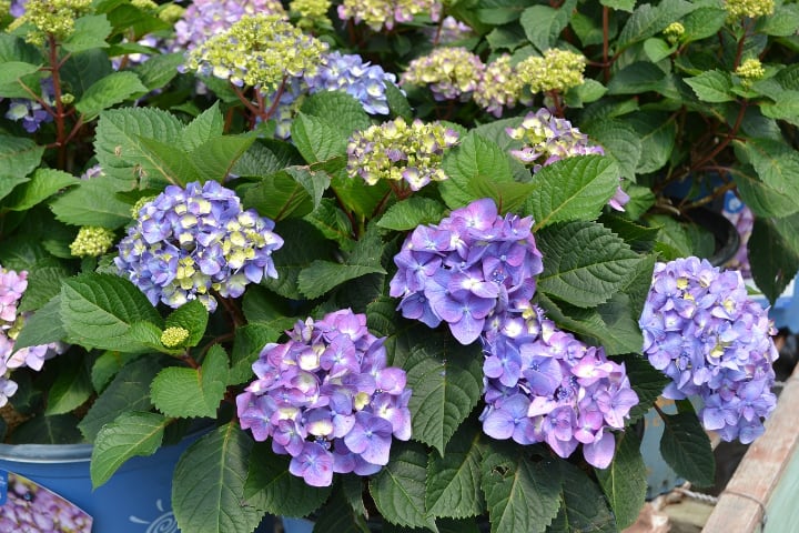 hydrangea macrophylla endless summer bloomstruck