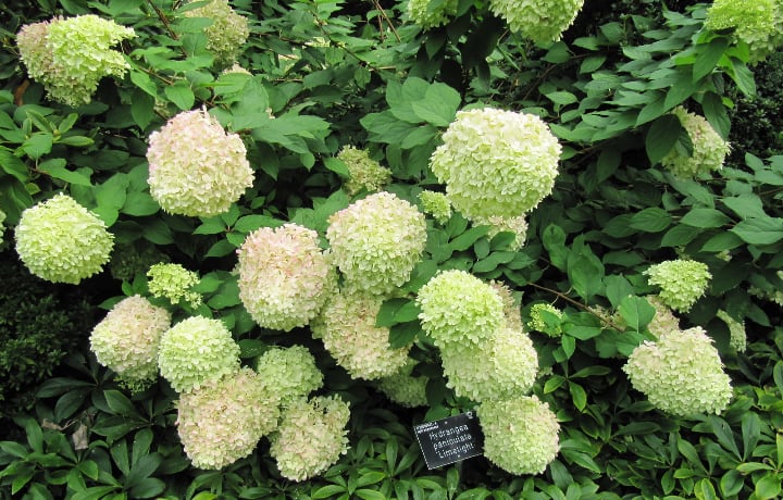 hydrangea paniculata limelight