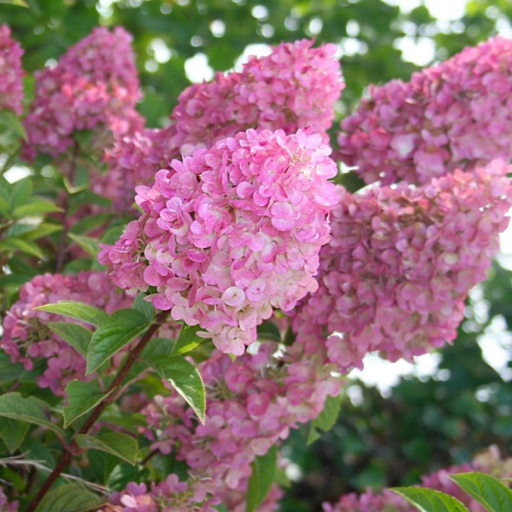 hydrangea paniculata strawberry vanilla