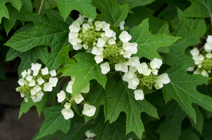 hydrangea quercifolia oakleaf flower