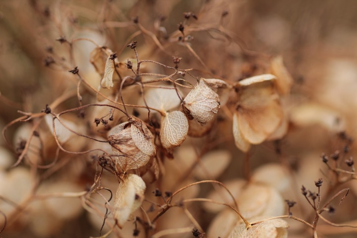 hydrangea seeds