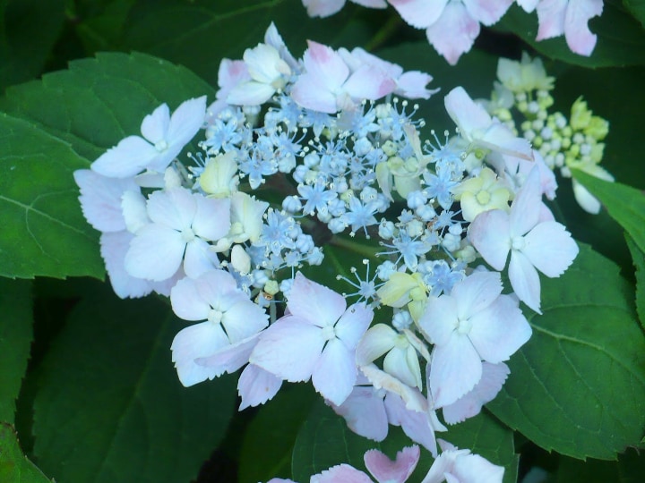 hydrangea serrata blue deckle