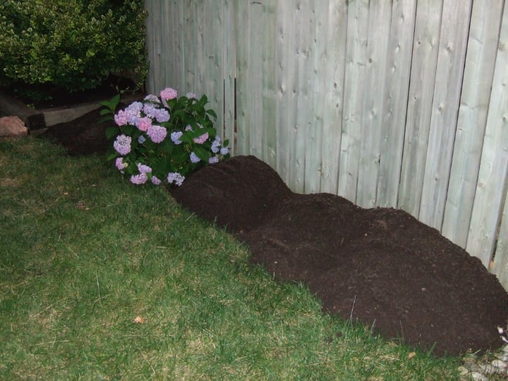 hydrangea soil