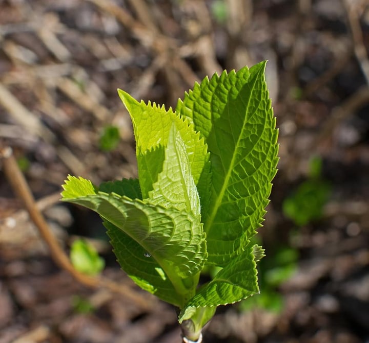 hydrangea sprouts