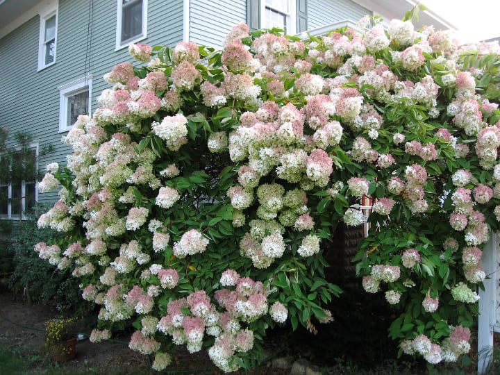 hydrangea trees that survive winter