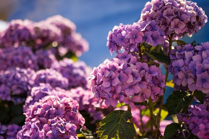 hydrangeas in full sunlight