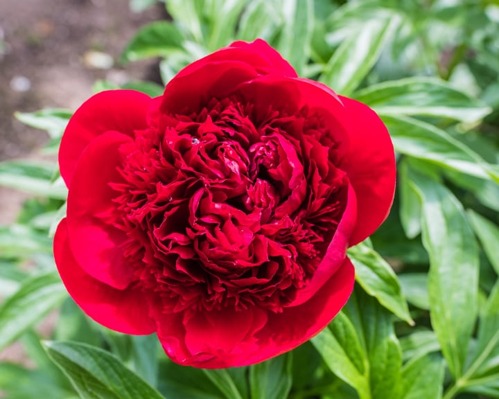 jean ericksen peony