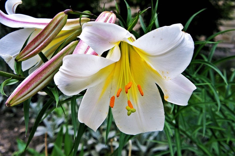 june fragrance lily flower