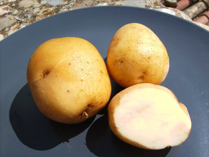 kennebec potato plant