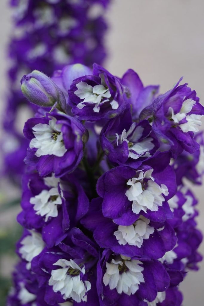 king arthur delphinium