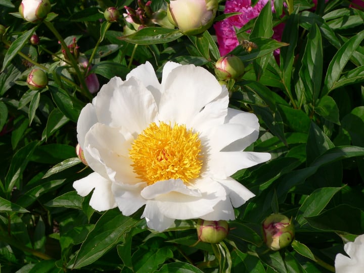 krinkled white peony