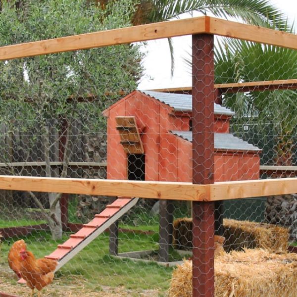 large chicken coop design