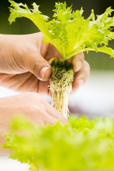 lettuces grown in hydroponics